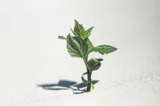 En liten grön växt som växer genom asfalt