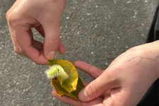 två händer som håller i en växt