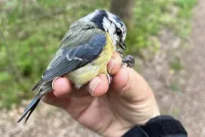 Bild på fågel som sitter i en människas hand.