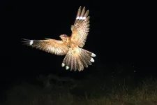 Rödhalsad nattskärra som flyger i natten.