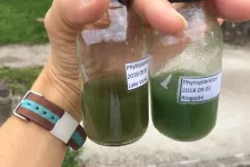 alger i provbehållare
