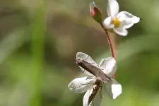 Greya politella och Greya obscura på blomman hos en Lithophragma cymbalaria.