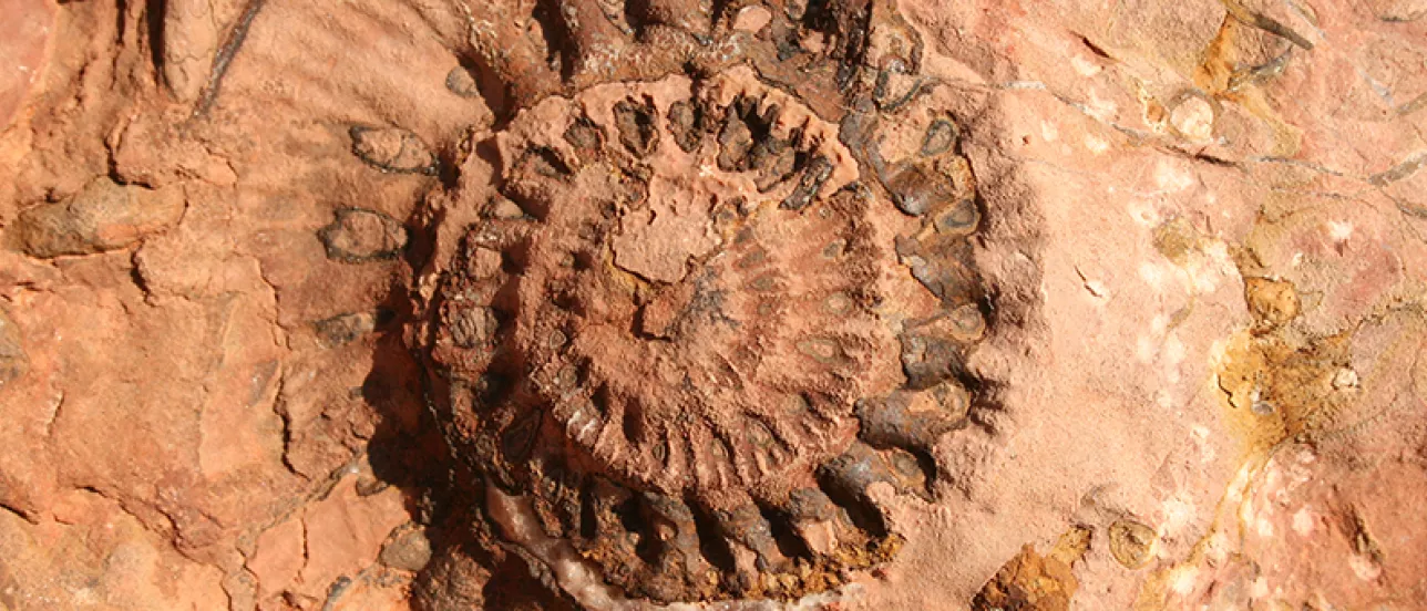 Fossil.