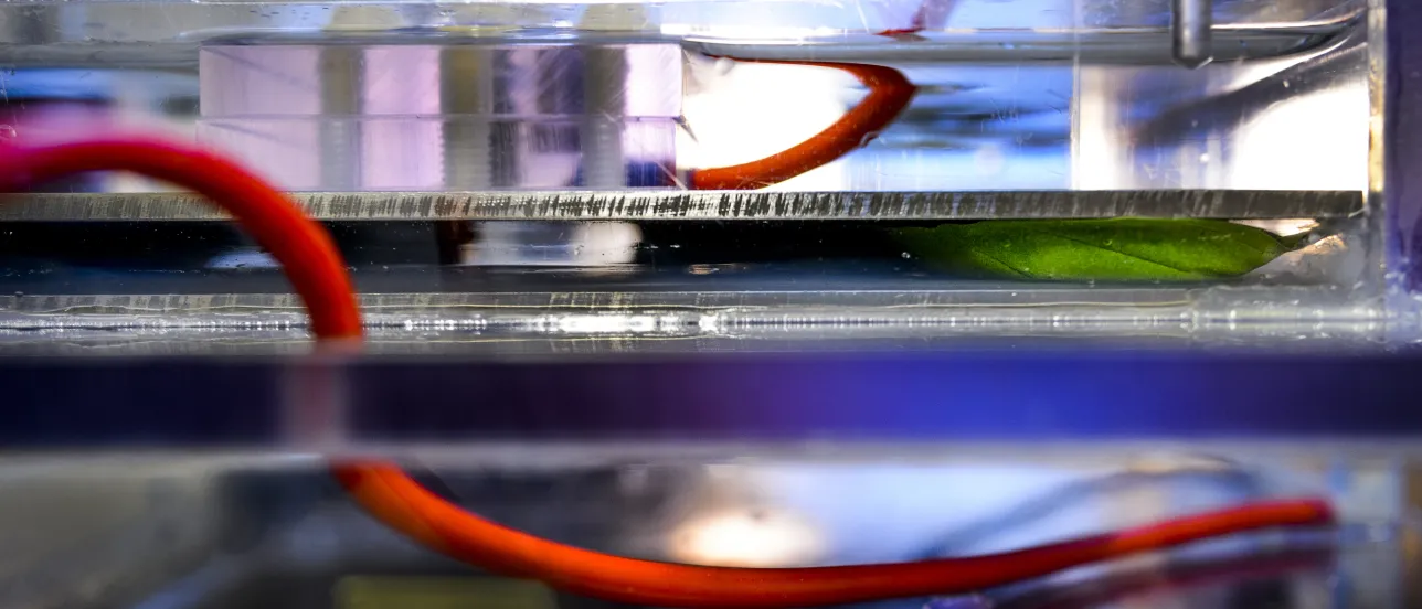 Närbild på ett basilikablad som används i ett laboratorium.