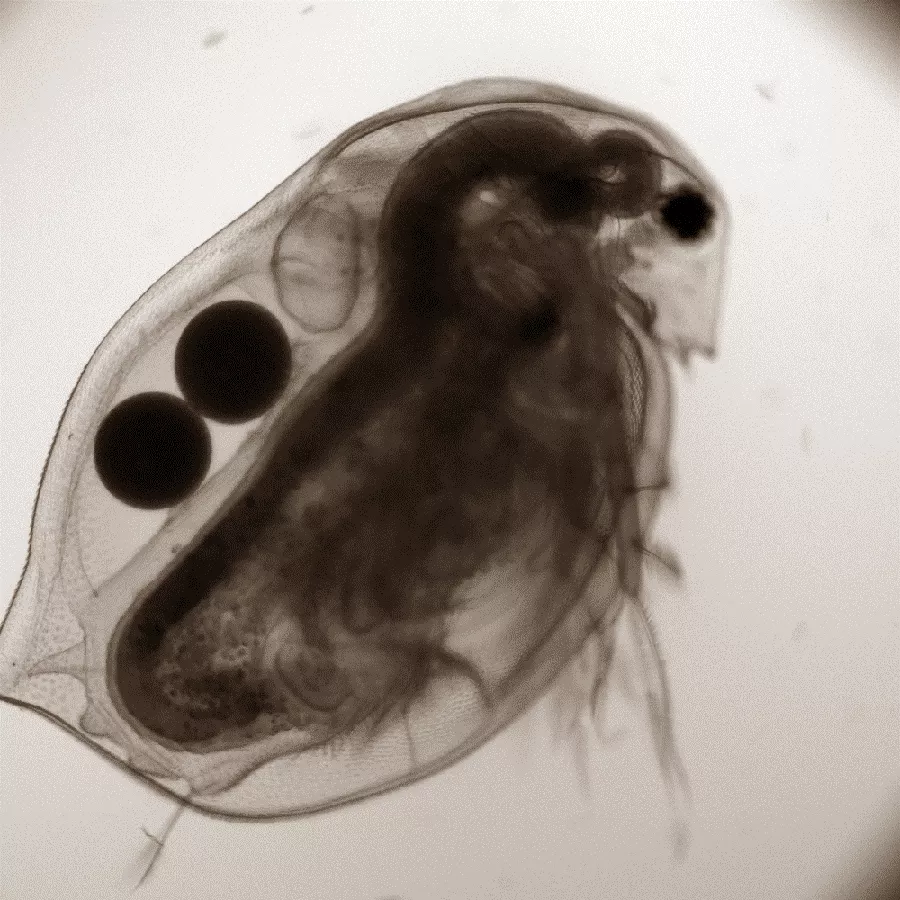 Zooplankton. Mikroskopbild. 