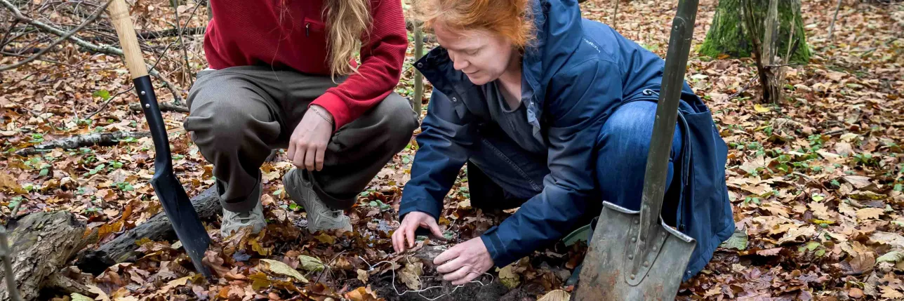 Två personer gräver i skogen bland höstlöv. Foto.