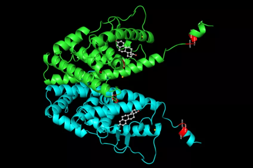 Modell av östrogenreceptor alfa-protein, som visar dimeren av två identiska receptorer (färgade gröna och blåa), med ESR1-resistensmutationer identifierade i studien färgade i rött och två östrogenhormonmolekyler visade i grå kulor och pinnar. Illustration.