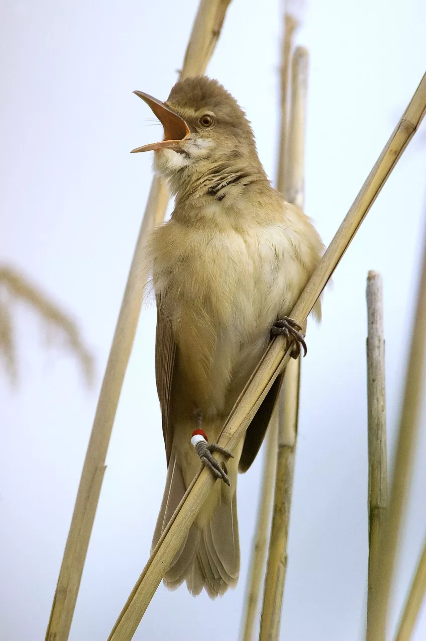 Fågel som sitter på en kvist. Foto.