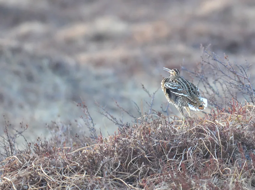 En fågel på marken. Foto