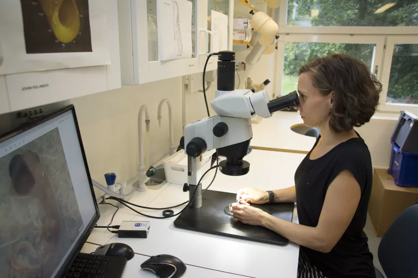 Bild på kvinnlig forskare bakom mikroskop i laboratoriemiljö.