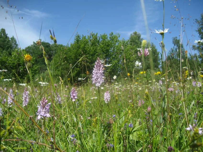 Äng med många blommor, bland annat orkideer