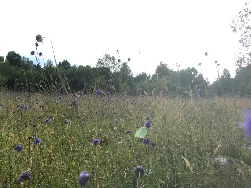 I den här ängen letar en citronfjäril föda i ett hav av ängsvädd. Foto Maj Rundlöf.