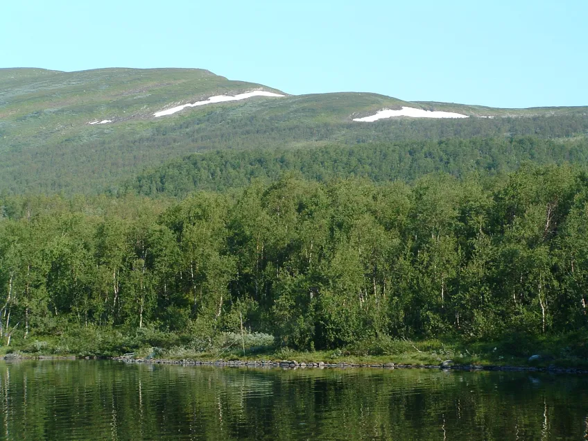 Bild på fjäll och fjällbjörkskog.