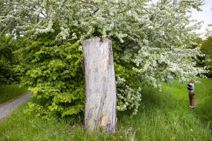 Hög stubbe framför träd