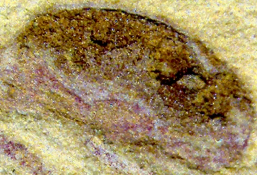 Fossilerad vävnad från urdjur.