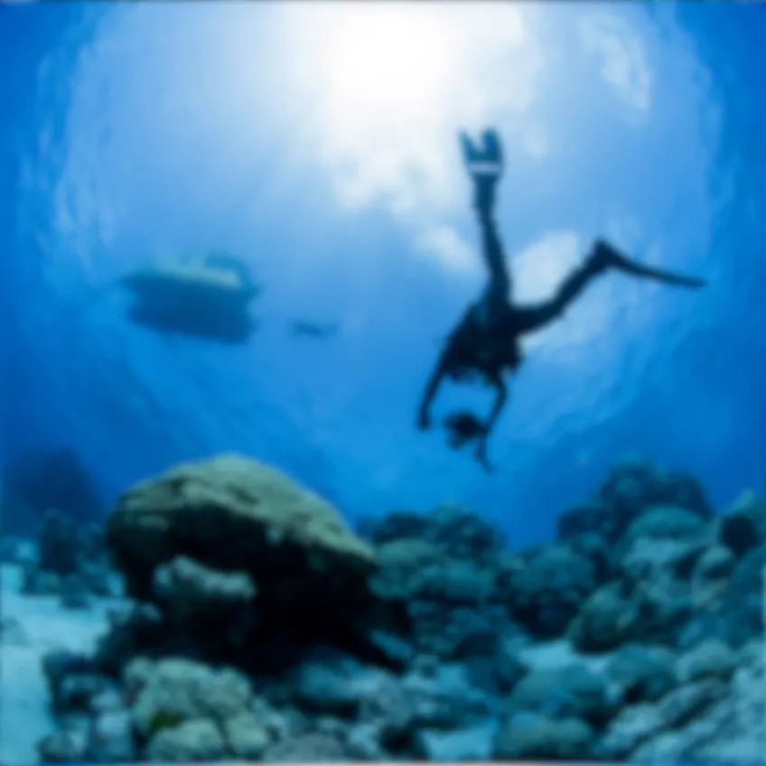 Undervattensbild som föreställer en dykare sedd ur en havsborstmasks perspektiv.
