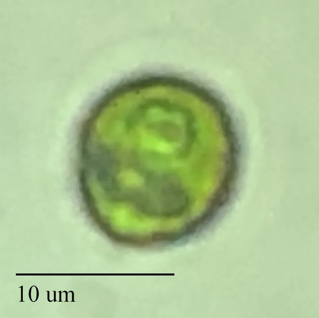 Mikroskopbild på grönalg.