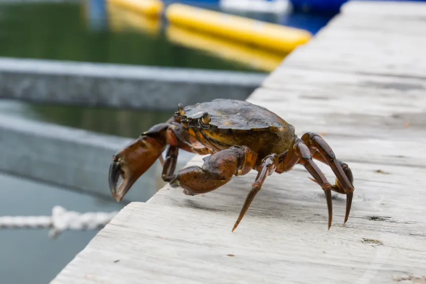 Strandkrabba. 