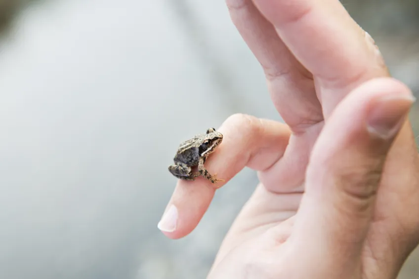 Liten groda som sitter i en hand.