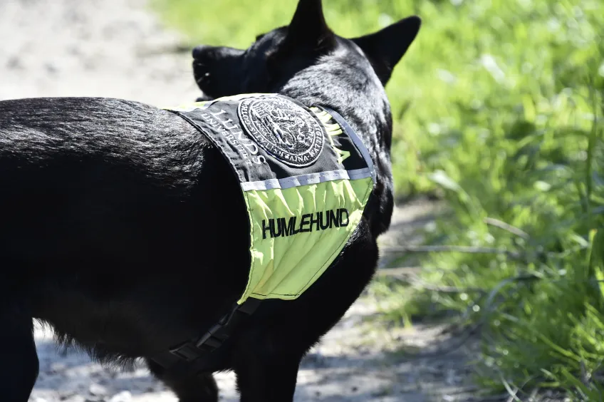 Hund.