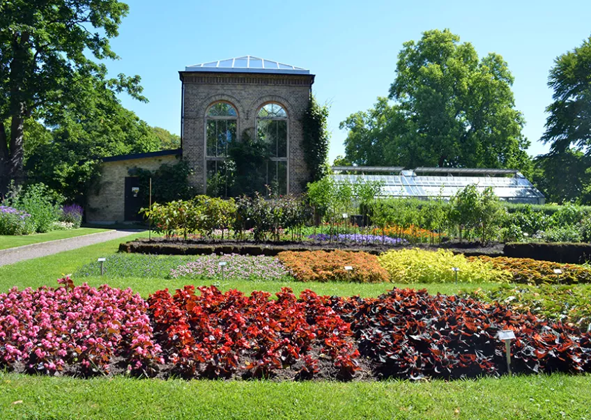 Botaniska trädgården, blommor och ett växthus. Foto.