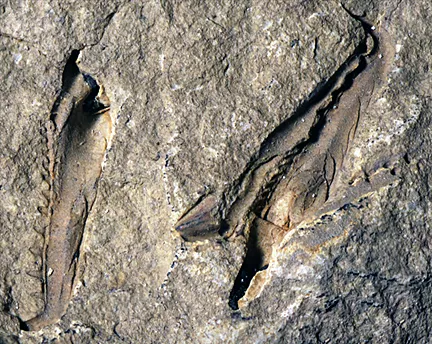 Fossilfynd