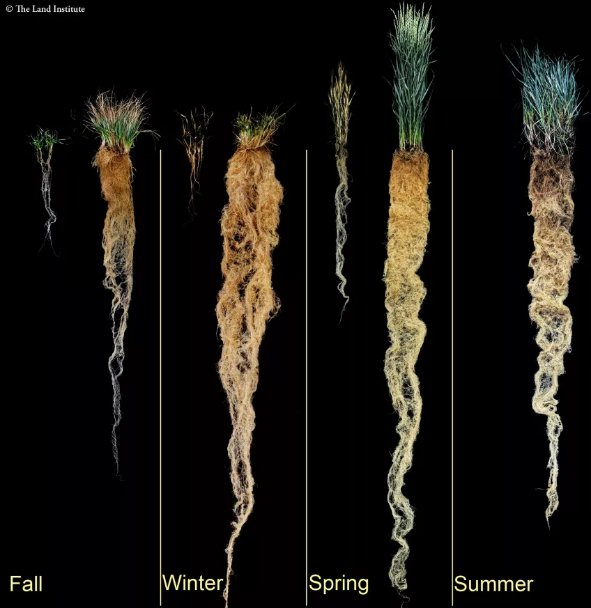 Jämförelse av rotsystemet mellan det fleråriga vetegräset Kernza from the Land Institute i USA och årliga grödor. Bild: The Land Institute