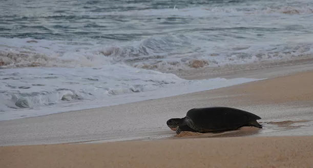 Sköldpadda på väg över stranden mot havet.