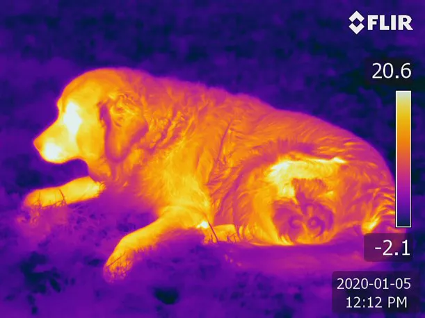Infrarött foto av en hund där de olika färgerna visar temperaturer enligt skala till höger på fotot