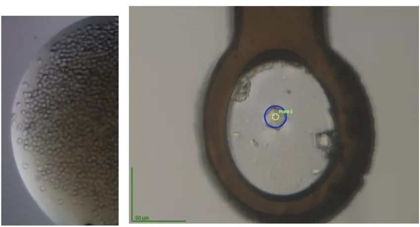 Bild (vä): Foto av en droppe som visar många hexagonalformade kristaller av SARS CoV-2 Nsp10 Bild (hö): Enkelkristall av Nsp10 fryst i en 0,08 mm loop. Foto taget vid strålröret BioMAX