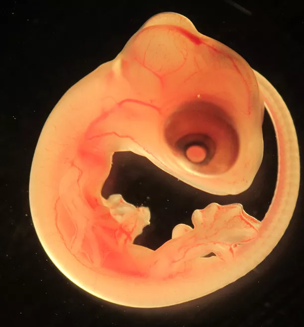 ett embryo till en murödla